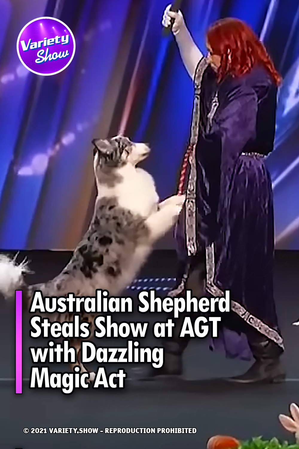 Australian Shepherd Steals Show at AGT with Dazzling Magic Act
