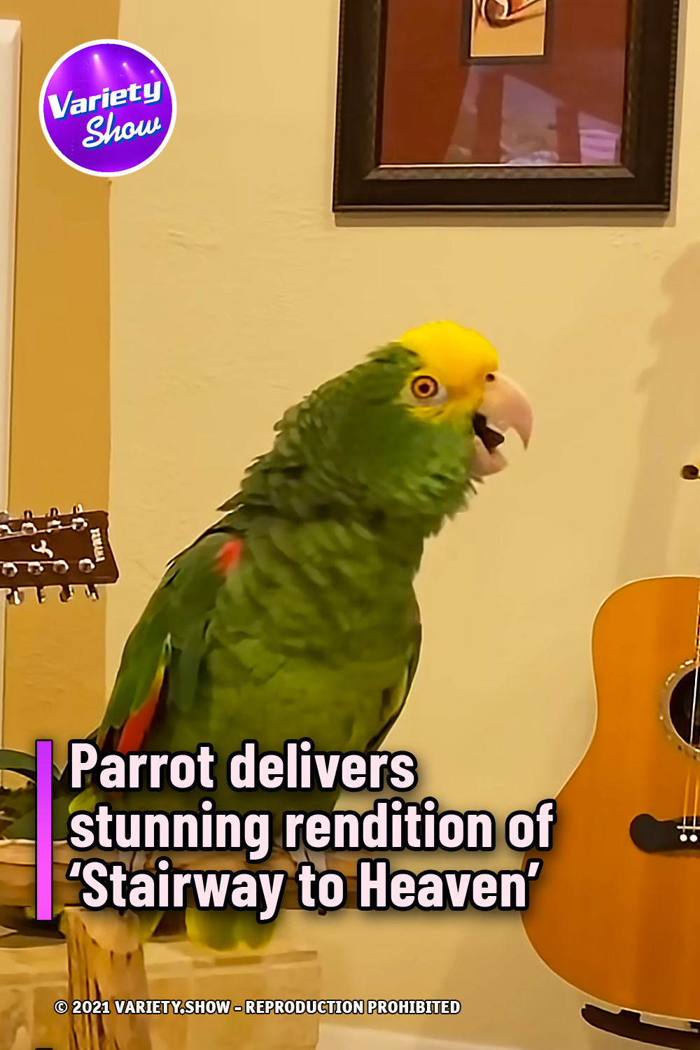 Parrot delivers stunning rendition of ‘Stairway to Heaven’