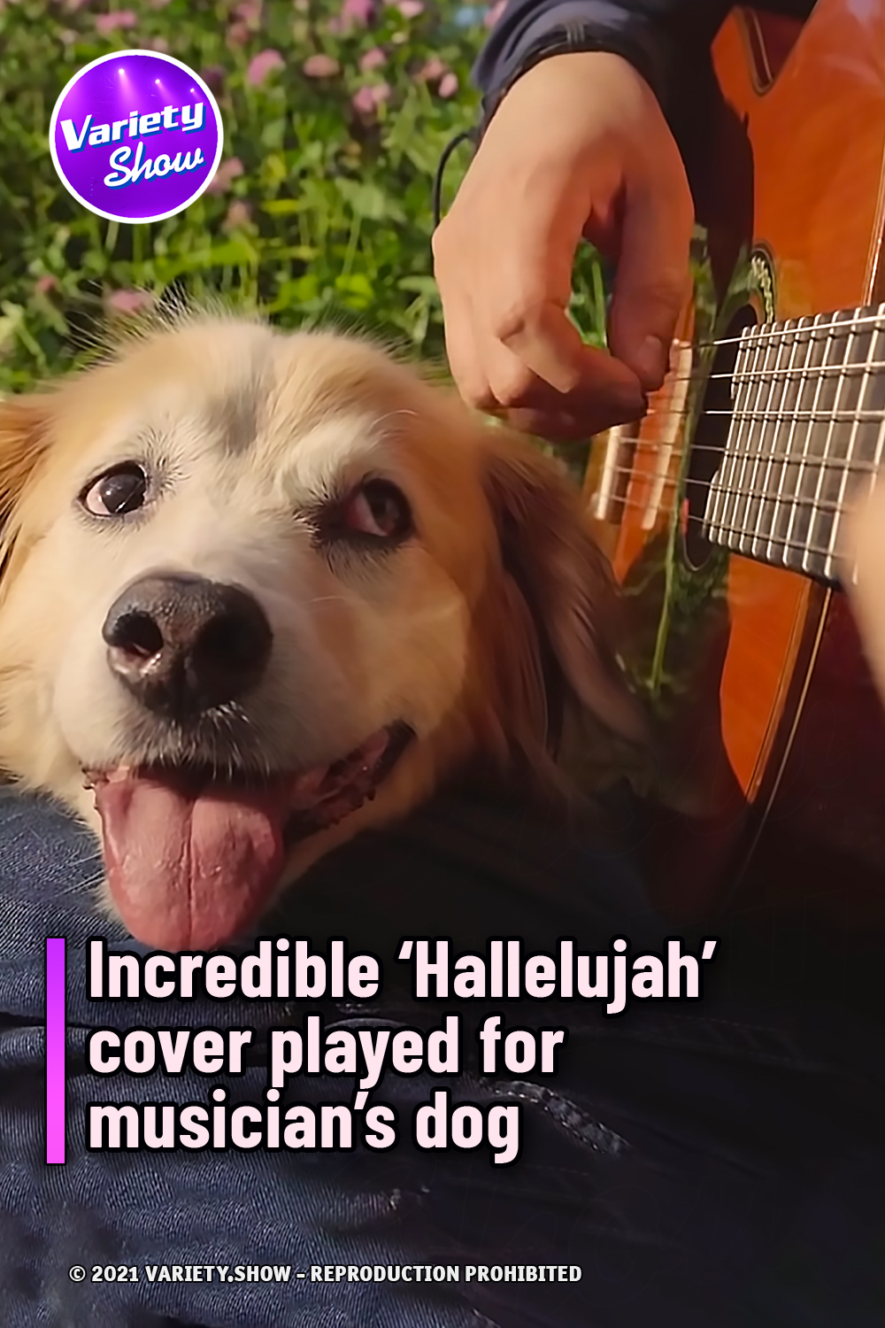 Incredible ‘Hallelujah’ cover played for musician’s dog